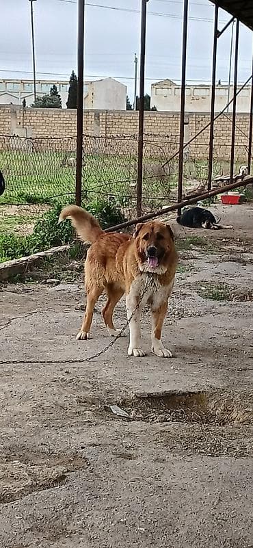 pitbull satışı: Qurdbasar, 1 il, Erkek, Peyvəndli, Pulsuz çatdırılma — 2