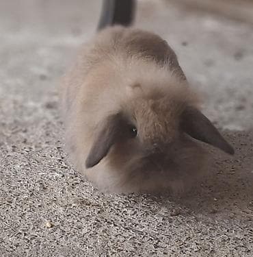 Holland lop cinsi Ev dovşanları – tüklü miniatür bala dovşanlar şəkil
