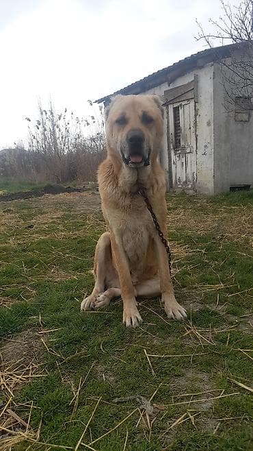 pomeranian spitz satisi: Salam tecili satllır 3 yaşı var töyqnanda deyşilir qiymet 300 azen — 1