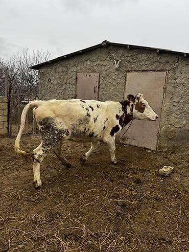 balaca it ucuz: 2 yaşı var. Doğmayıb. Boğaz deyil. Çox iri heyvandır. Hündür və — 2