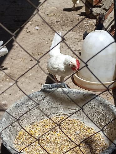 Другие птицы: Yapon cücələri 3 aylıq, ağ rəngli, tam sağlam 1- xoruz 3- fərə — 2