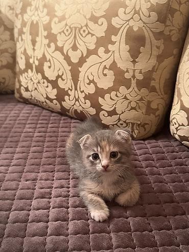 Кошки: В добрые руки — 3