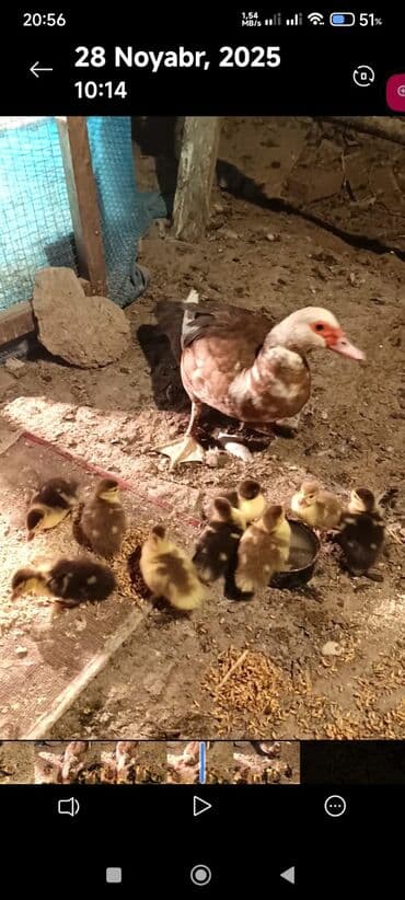 ordək: Dişi, | Lal ördək, Ətlik — 2