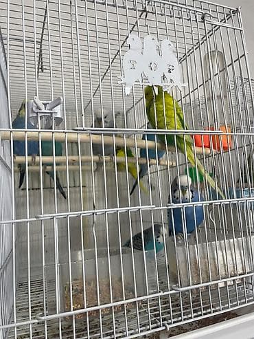 ev quşlari haqqinda melumat: Salam hazir cutlerdi bala veren 4-5 bala veren quslardir tam saglam — 1