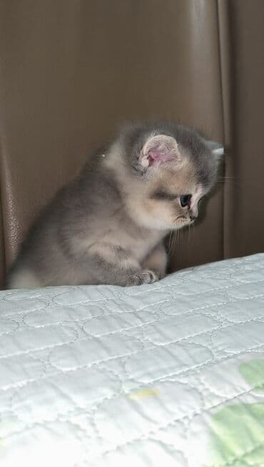 ordək bala: Britan, Erkək — 6