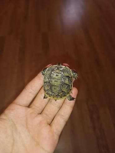 Птицы: Salam tısbağa balası satılır bu sentyabr ayında çıxıb.Son 1 ədəd — 3