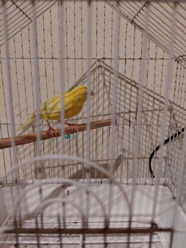 taxta qefes: Sarı kanareyka – - Növ: Kanareyka (sarı rəngli) - Rəng: Parlaq sarı — 2