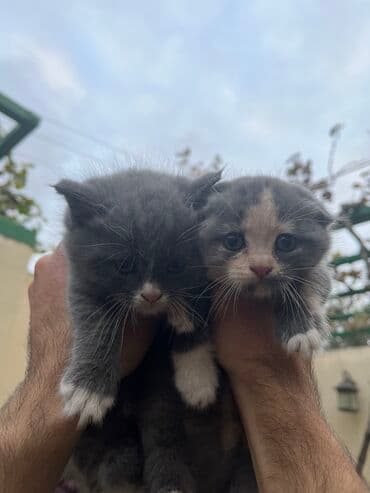 şirin pişik: Şotland — 2