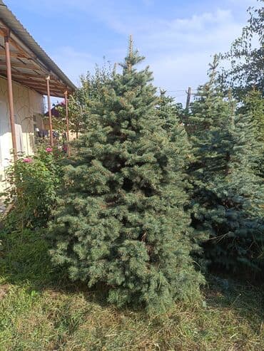 ağaç: Qiyməti 1 meteresi 80 AZN çox götüren olsa qiymət dəyişəcək qiyməti 2 — 2