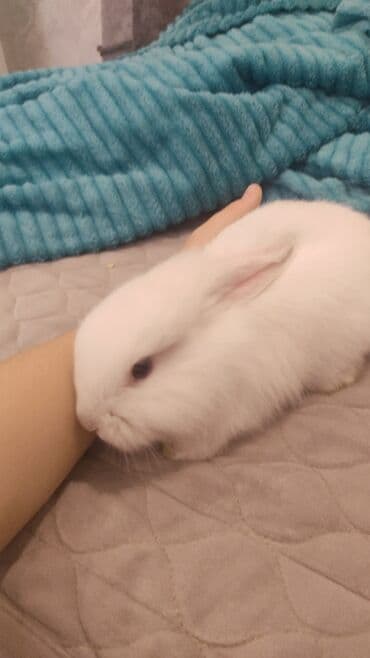 Inəklər, öküzlər: Gördüyunuz dovsan disidr 3ayliqdir tam sağlamdır alergiyam olduğu ucun — 1