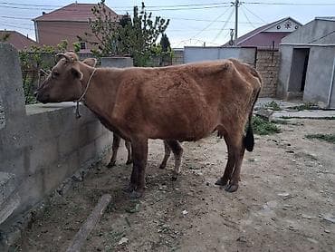 Inəklər, öküzlər: Dişi, il: 1, 100 kq, Südlük, Ünvandan götürmə, Ödənişli çatdırılma — 4