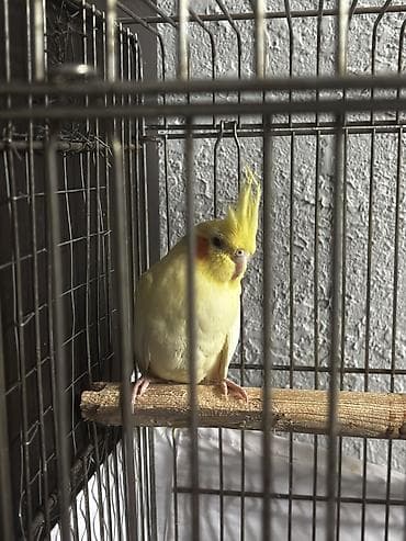 Dişidi baladı 3 aya yaxındır Yetişkin dişi karella ile barter olunur