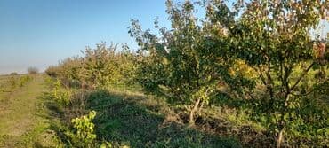 Gübrələr: Goranboy rayonu, Hazırəhmədli kəndində yerləşən 2 hektar meyvə bağı — 9