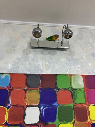 лоток для кошек баку: Gözel quşdur — 6