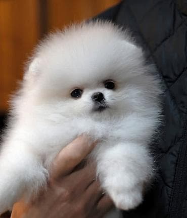 Şpitz, 2 ay, Sənədli