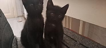 Котята в добрые руки к лотку приучены кушают самостоятельно — 3