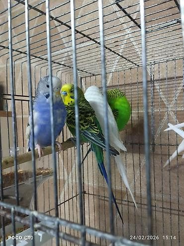 Yemlər: Toyuq, Damazlıq — 3