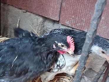 amaroks toyuq: Toyuq cücələri, Damazlıq, Ünvandan götürmə — 4