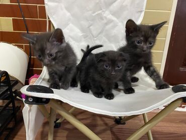 кошки на продажу: Təcili Sahibləndirilir! — 1