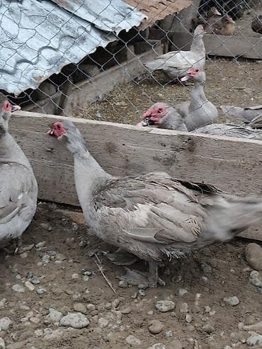 Pişiklər: Musk ördəkləri (bildiyiniz kimi “Hind ördəyi”) – boz/ağ çalarlı — 2