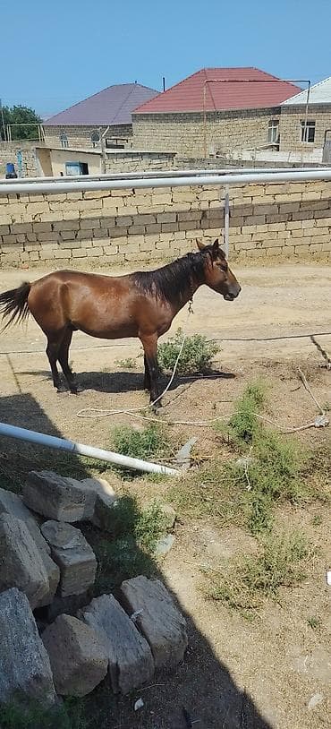 at satışları: Quzu kimi atdı balığ kimidi surşun bilmirem ama geden atdı — 3