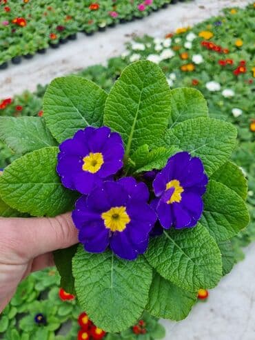 qızıl gül buketi: Gullerin satişi — 10