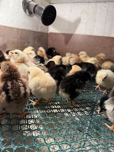 quş adları: 2 günüydülər 

Əldə az qalıb 1 əd 0.65 qəpiy

Ünvan binəqədi — 5