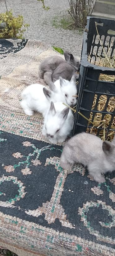 Atlar: Dekorativ dovşan balaları - Növ: dekorativ dovşan. bala. satılır — 3