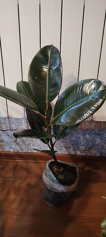 bezek bitkisi: 5 və 6 azn olanı qalıb bundan biraz balaca Variegatlı Fikus Elastica — 2