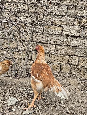 Heyvanlar üçün mallar: Toyuq, Yumurtalıq, Ünvandan götürmə — 2