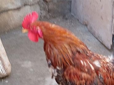 pişik satisi 2020: Salam 9 ayliq xoruzdu tam sağlamdi öz he yetimin heyvandi banliyir — 7