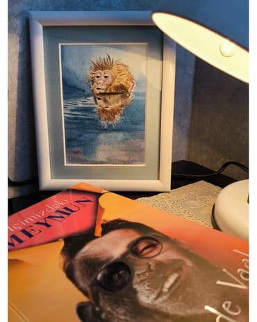 meymun şəkilləri: Çərçivəyə salınmış, müxtəlif mövzularda meymunların təsvir olunduğu — 3