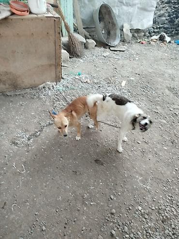 afkalka iti kim satır: Peyvəndli — 3