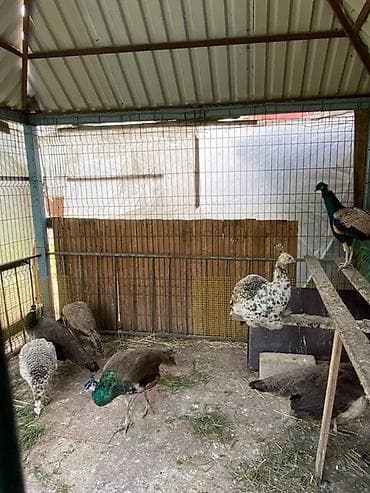 tetra quşu: Cütü 400AZN.1-yaş yarım — 3