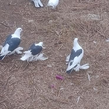 goyercin satişi baki: Qoşa çep uzun lelekliler 5 ededi 2bala 1 maya baladan qizma erkek — 9