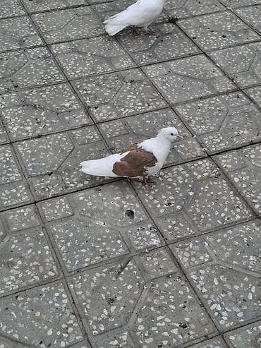 Digər quşlar: Salam erkey heşterxan quşu maya bakı cinsi 1 cüt keven bala ve 1 cütde — 4