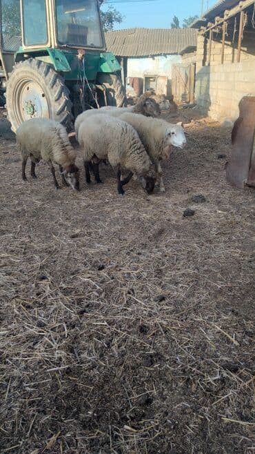 inek adlari azerbaycan: Məhsul: Qoyunlar (kiçik sürü) Təsvir: - Şəkillərdə 6 baş qoyun — 6