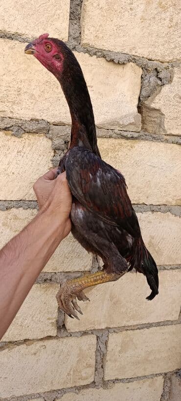 золотая шиншилла котенок: Петух, лет: <1 — 1