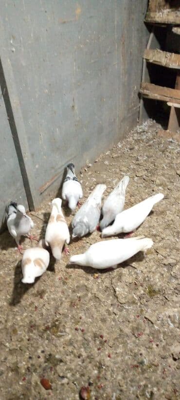 danisan qus: Güvercinlər – müxtəlif rəng və naxışlarda ev quşları - Növ: ev — 4