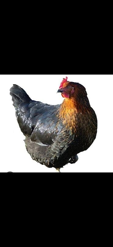 cin bildircin: Toyuq, Yumurtalıq — 1