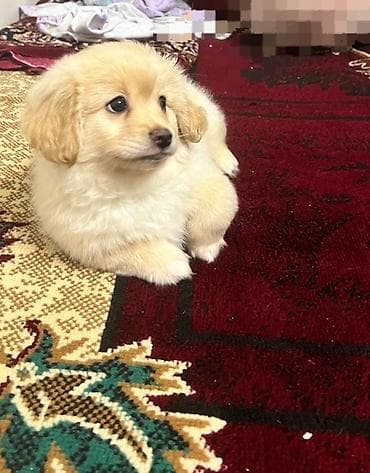 erkey dana: 2 ay, Erkek, Ünvandan götürmə — 3