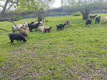 cəpiş: Satılır 18 ana 18 baladı əlavə məlumat üçün nömrə ilə əlaqə saxlayın — 3