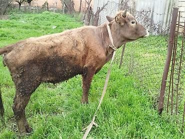 Dişi danadi sağlam heyvandi hündür heyvandi qiymətdə razılaşmaq olar
