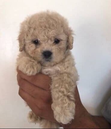 afçarka itləri: Pudel, 2 ay, Erkek — 1