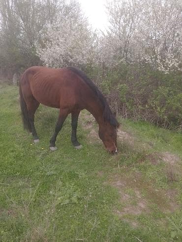 cins qoyunlar satilir: Erkək, il: 5, Ünvandan götürmə — 7