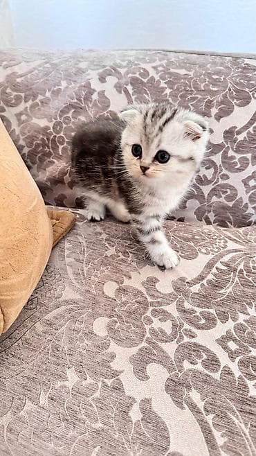 heyvanlarin sekilleri: Şotland yastı qulaq — 3