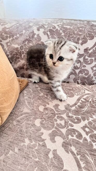 şotlan pişik: Şotland yastı qulaq, Erkək, Dişi, Yaxşı əllərə, Ünvandan götürmə, Pulsuz çatdırılma, Ödənişli çatdırılma — 56