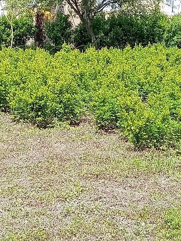 Həmişəyaşıl dekorativ çit və topiar bitkiləri – Ligustrum (Privet) - — 2