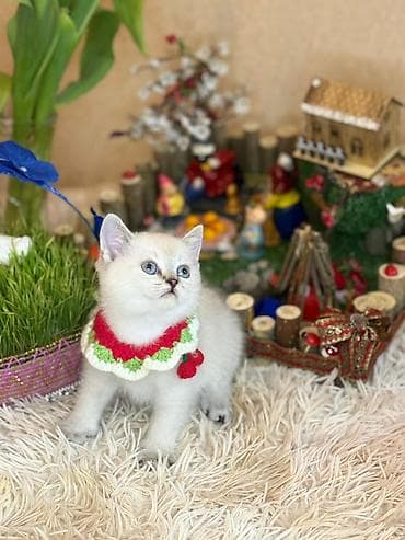 pisik sahiplendirme: Britan, Dişi, Yaxşı əllərə, Ödənişli çatdırılma — 3