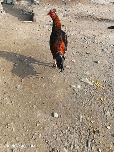 Gəmiricilər: Xoruz, Heyratı, il: 2, Rayonlara çatdırılma — 2